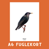 STÆR A6 FUGLEKORT - PR. STK.