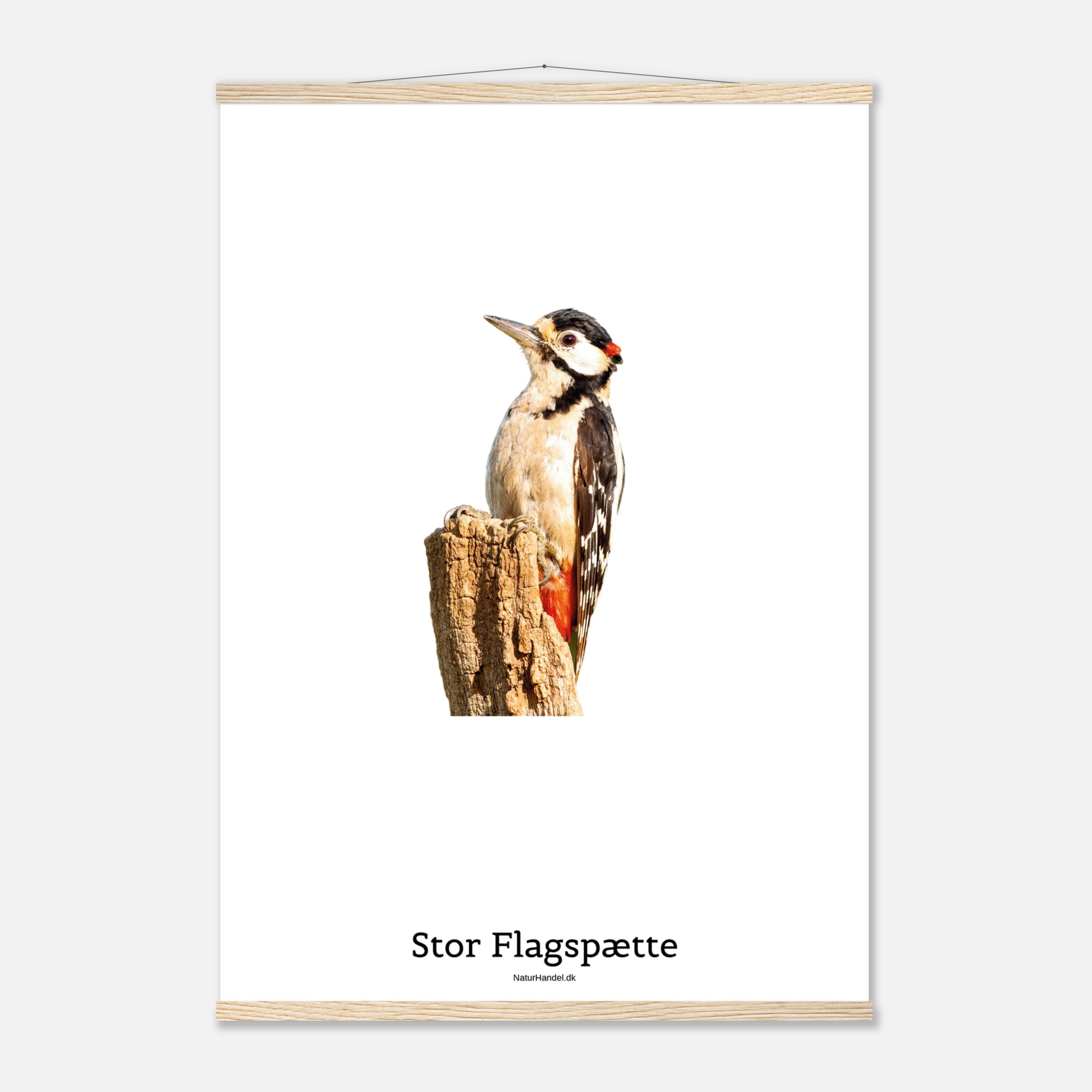 Stor Flagspætte - plakat