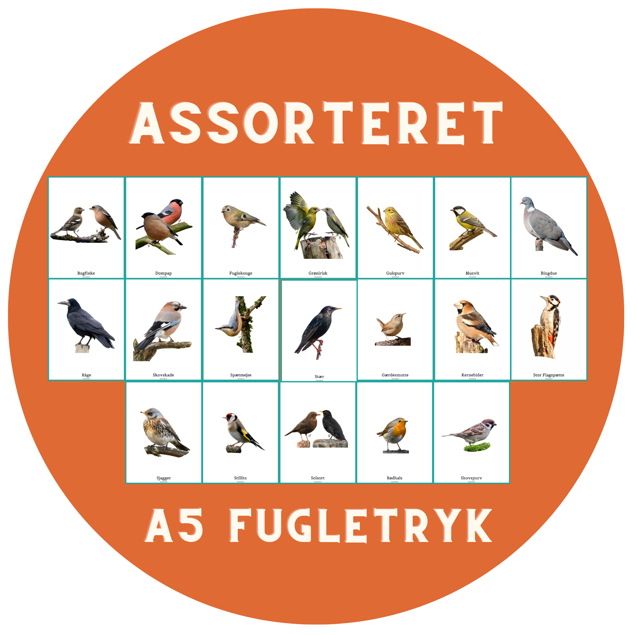ASS. A5 FUGLETRYK PR. STK.