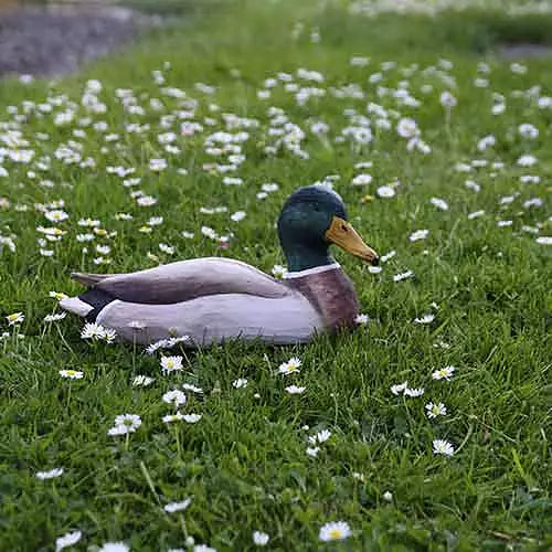 Gråand Han DecoBird - Håndskåret Træfigur Af Wildlife Garden