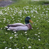 Gråand Han DecoBird - Håndskåret Træfigur Af Wildlife Garden