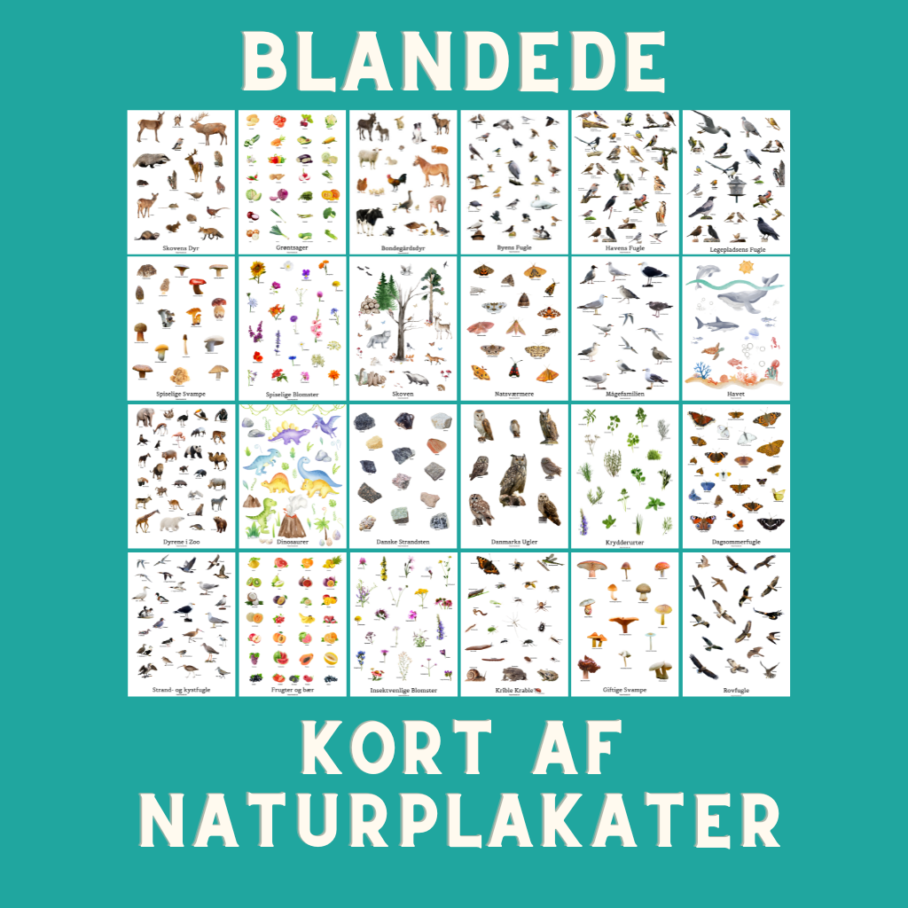 BLANDEDE A6 KORT AF NATURPLAKATER /STK
