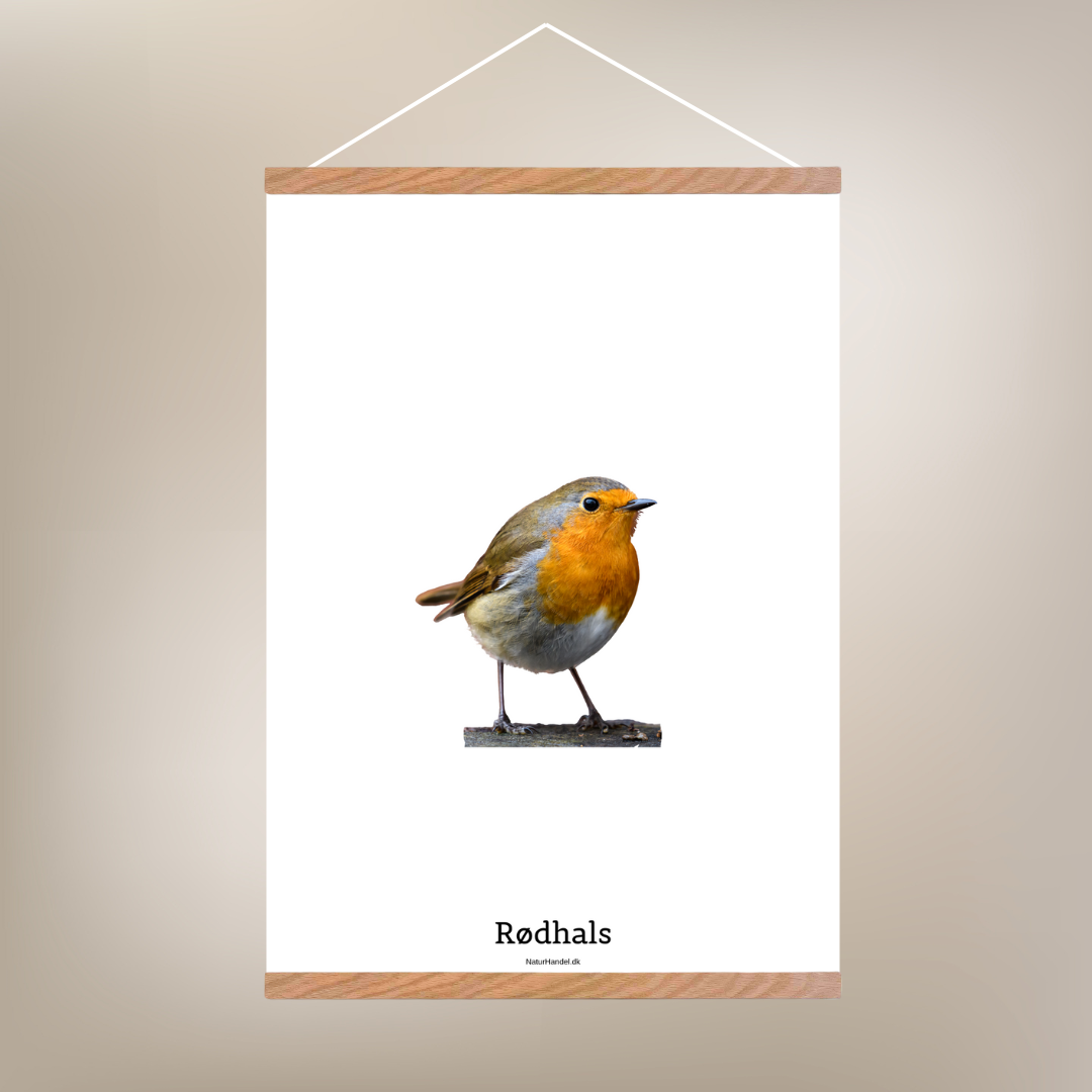 Rødhals