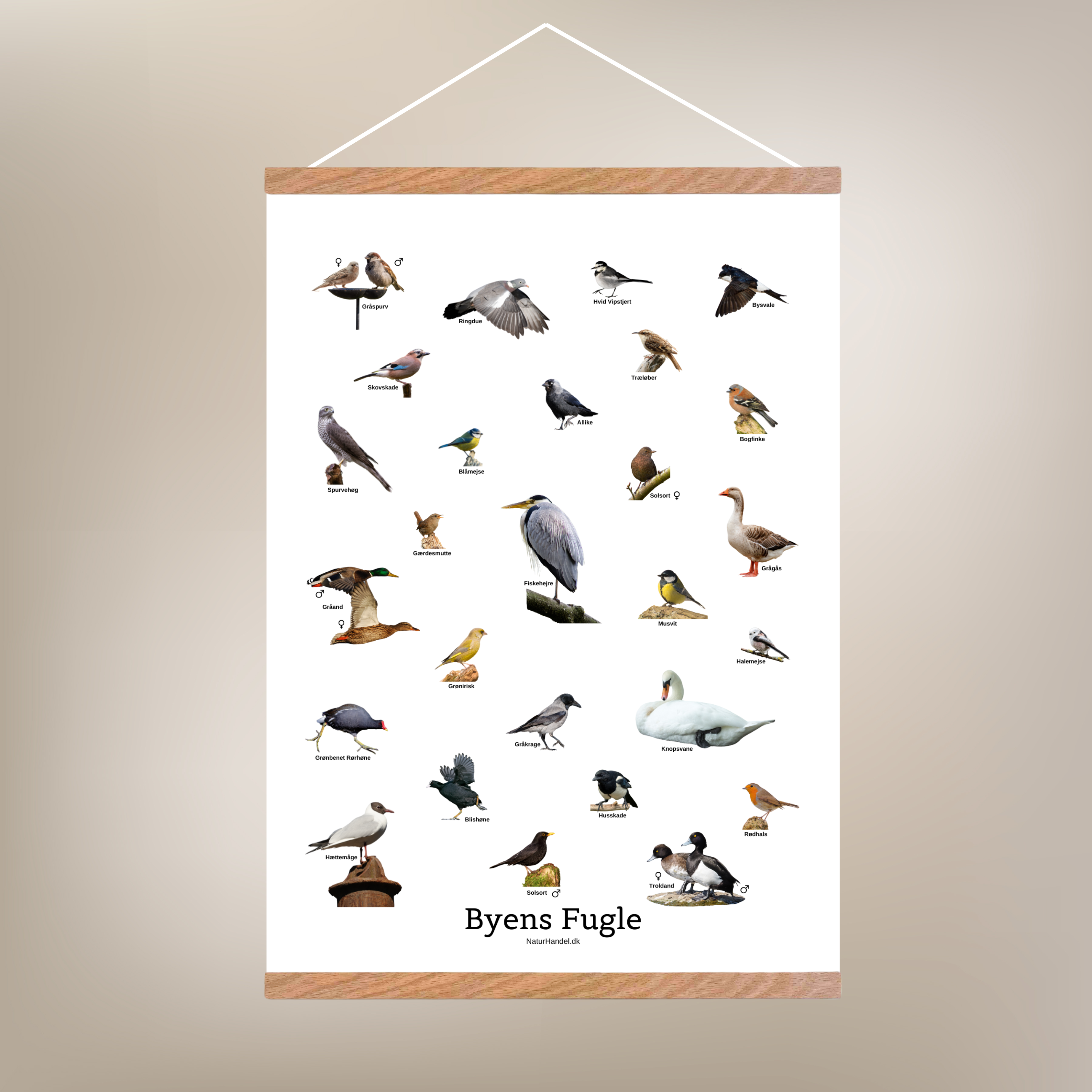 Byens Fugle Plakat