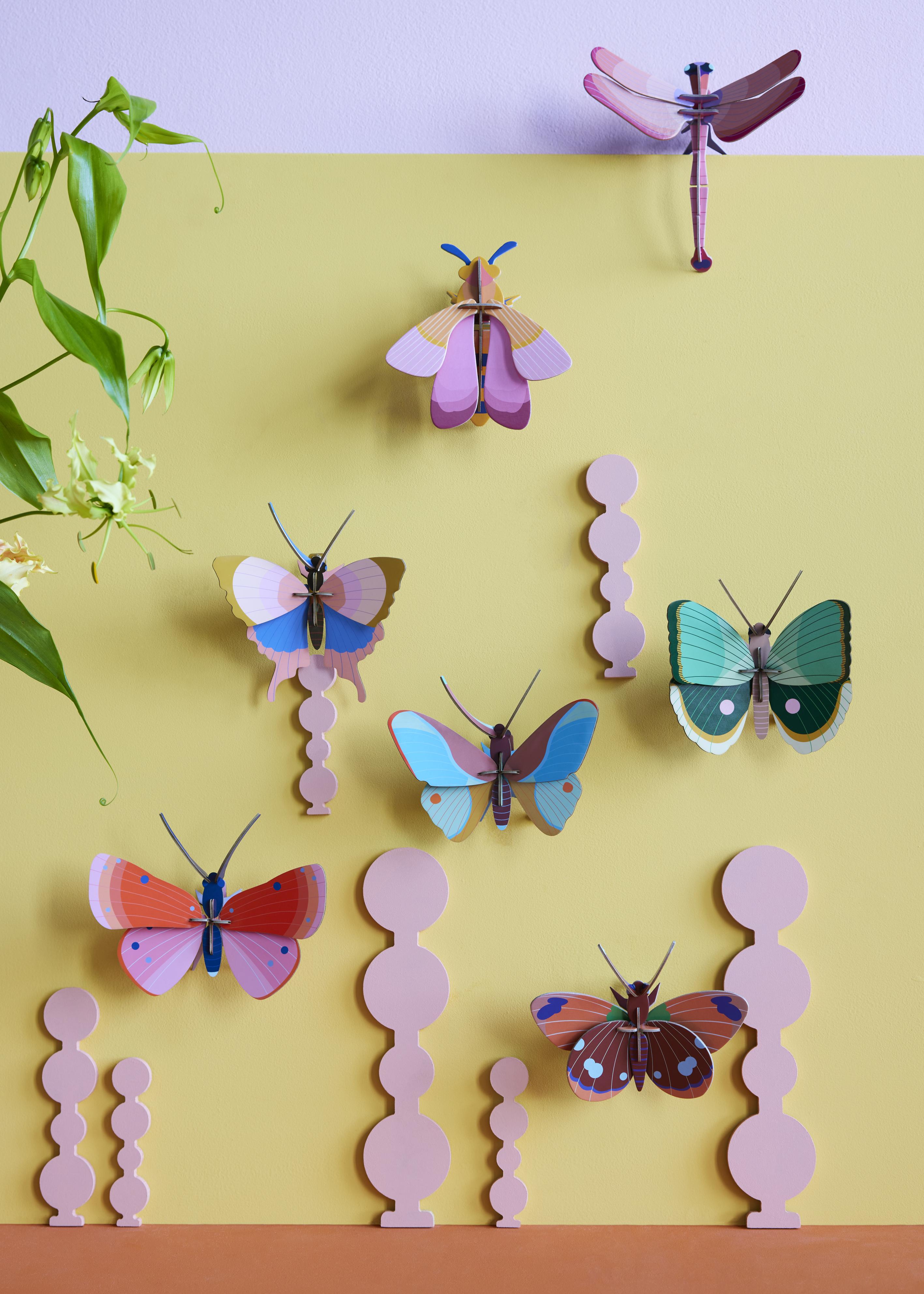 Delias Butterfly - Studio ROOF