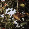 Flyvende Sanglærke DecoBird - Håndskåret Træfigur Af Wildlife Garden