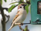 Skovspurv DecoBird - Håndskåret Træfigur Af Wildlife Garden