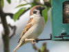 Skovspurv DecoBird - Håndskåret Træfigur Af Wildlife Garden
