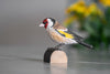 Stillits DecoBird - Håndskåret Træfigur Af Wildlife Garden