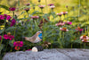 Blåhals DecoBird - Håndskåret Træfigur Af Wildlife Garden