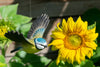 Flyvende Blåmejse DecoBird - Håndskåret Træfigur Af Wildlife Garden