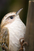 Træløber DecoBird - Håndskåret Træfigur Af Wildlife Garden