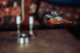 Flyvende Rødstjert DecoBird - Håndskåret Træfigur Af Wildlife Garden