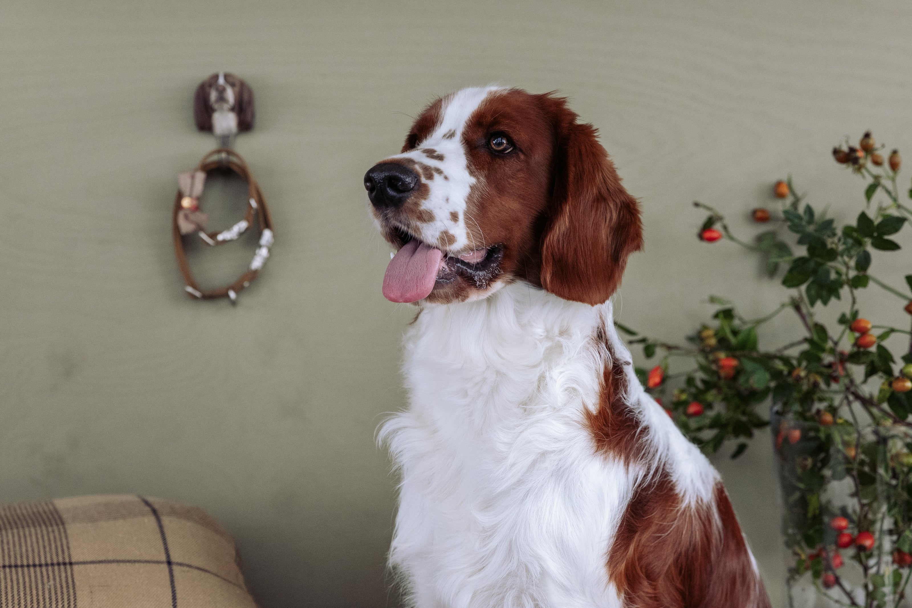 Springer Spaniel knage | Håndskåret Knage fra Wildlife Garden