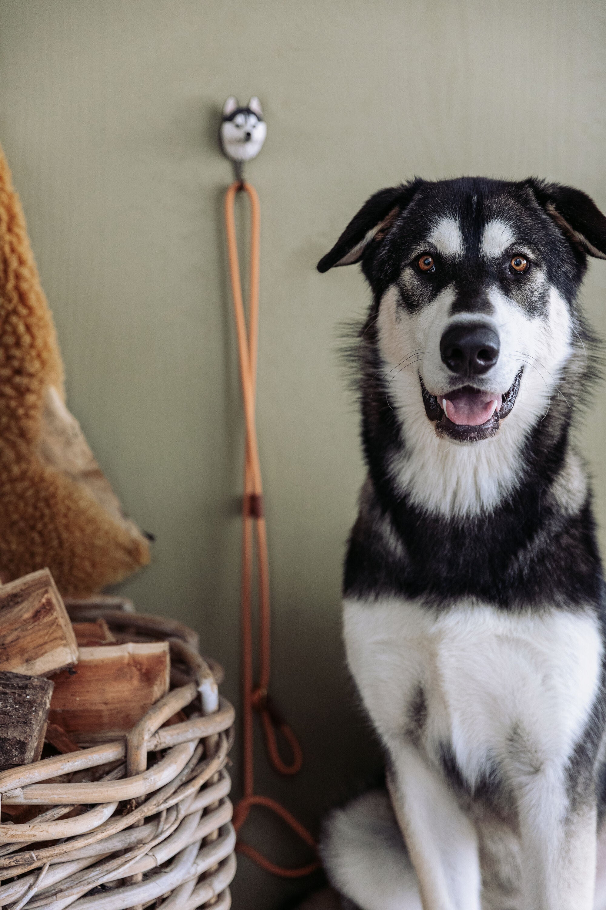 Sibirian Husky knage