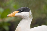 Edderfugl DecoBird - Håndskåret Træfigur Af Wildlife Garden
