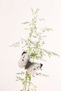 Stor Kålsommerfugl Køleskabsmagnet