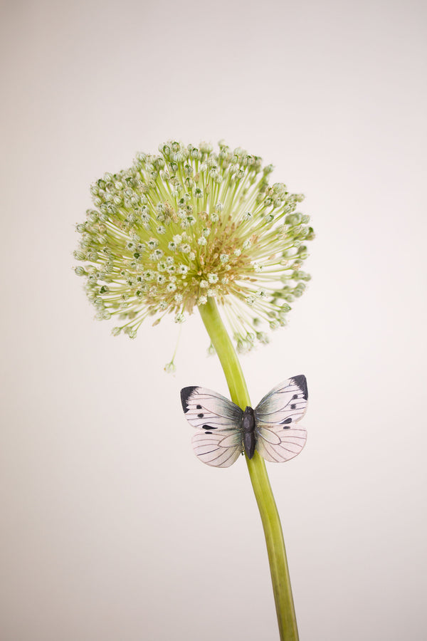 Stor Kålsommerfugl Køleskabsmagnet