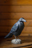 Ravn DecoBird - Håndskåret Træfigur Af Wildlife Garden