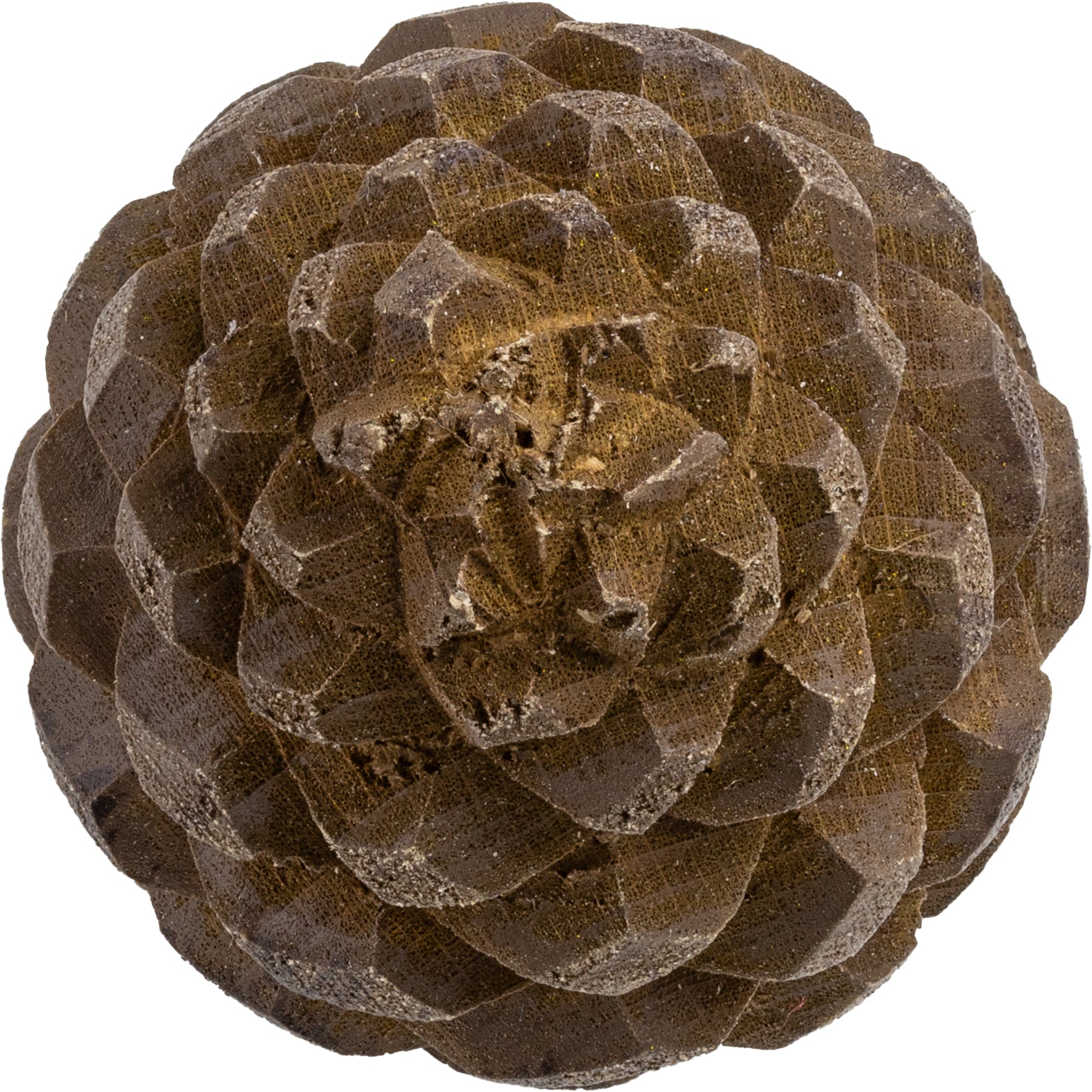 Knop - Pine Cone