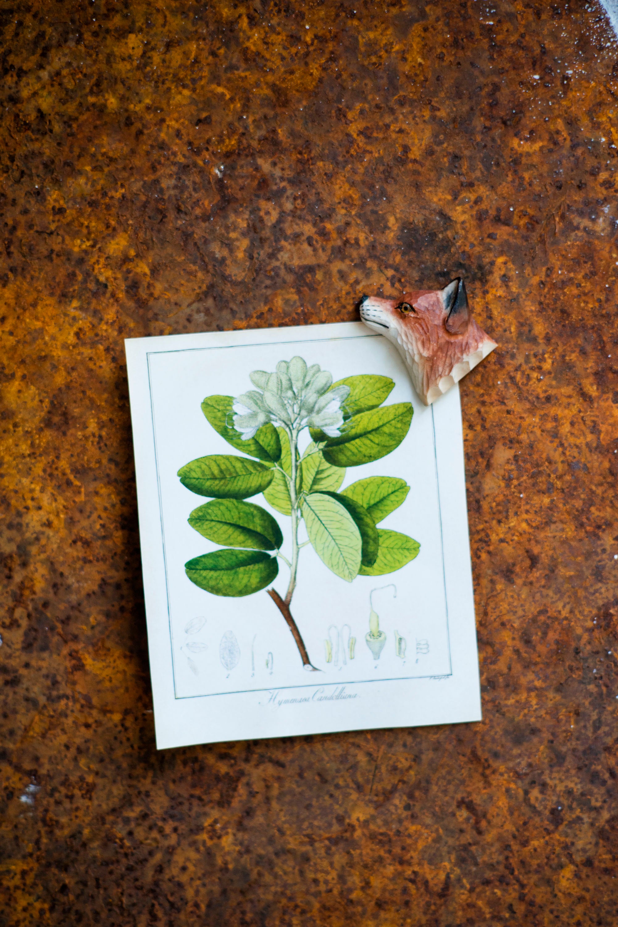 Rød Ræv Køleskabsmagnet