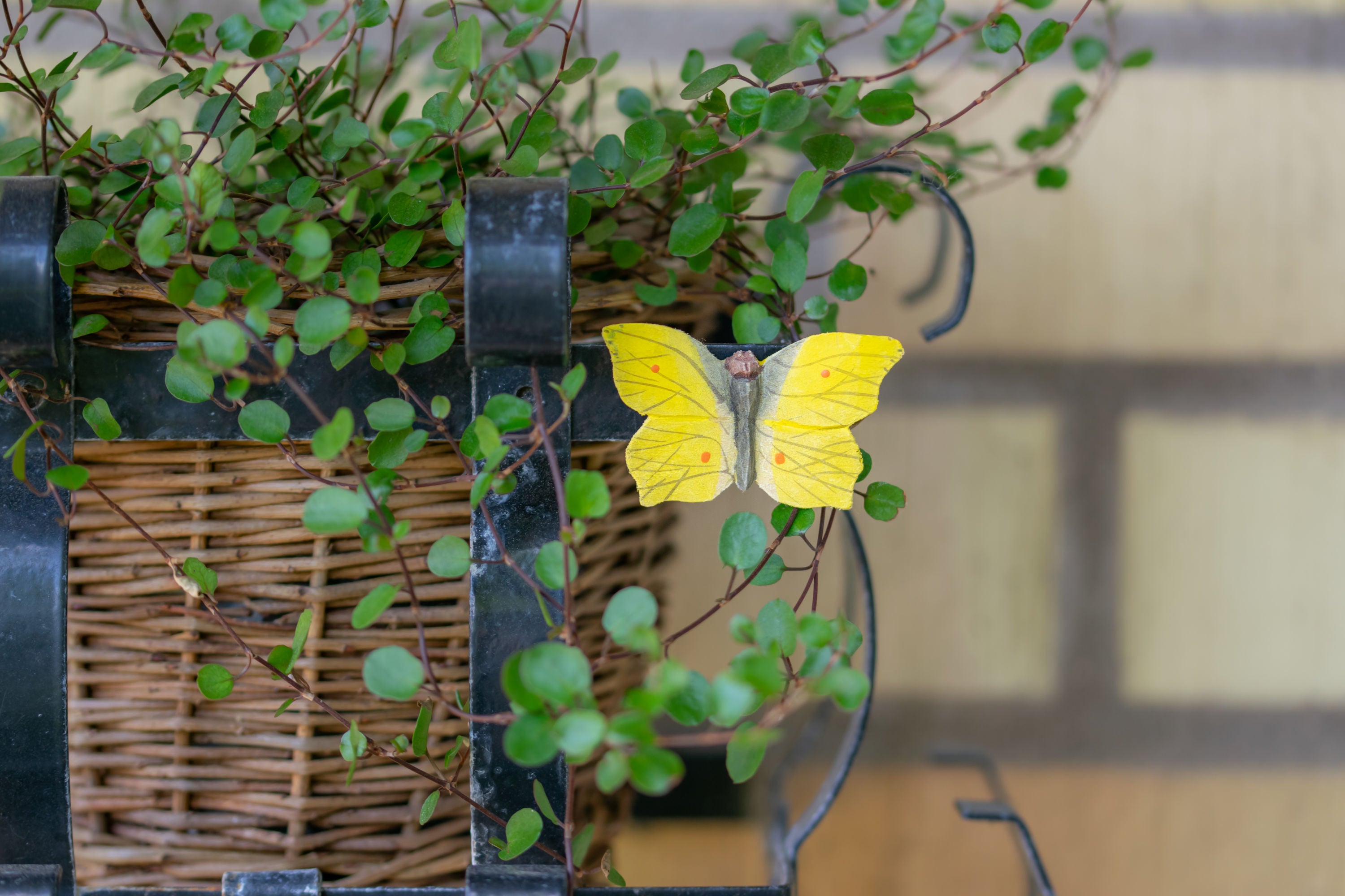 Citronsommerfugl Køleskabsmagnet