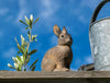 Kanin - Håndskåret Træfigur Af Wildlife Garden