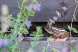 Spidssnudet Frø - Håndskåret Træfigur Af Wildlife Garden