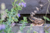 Spidssnudet Frø - Håndskåret Træfigur Af Wildlife Garden