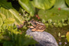 Spidssnudet Frø - Håndskåret Træfigur Af Wildlife Garden