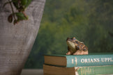 Spidssnudet Frø - Håndskåret Træfigur Af Wildlife Garden