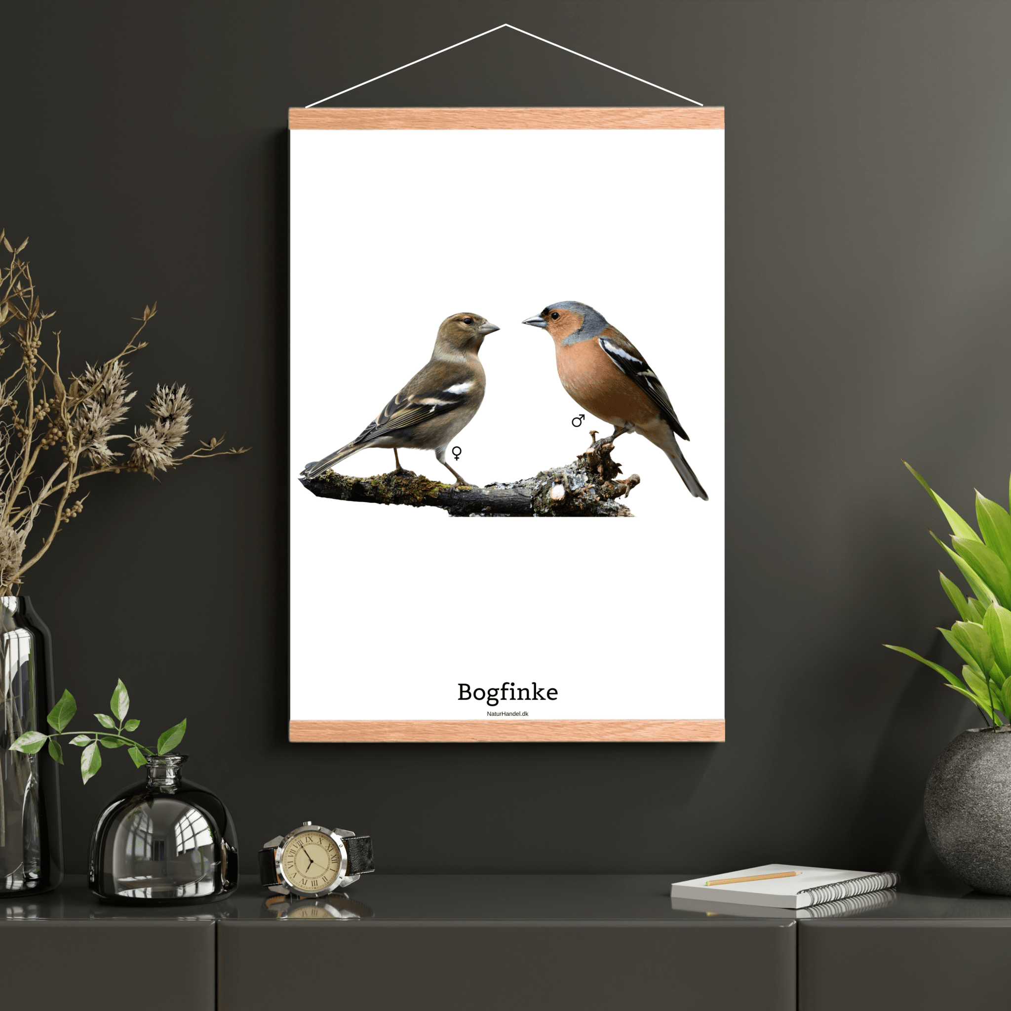 Bogfinke - NaturHandel.dk