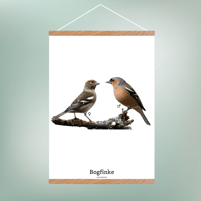 Bogfinke - NaturHandel.dk