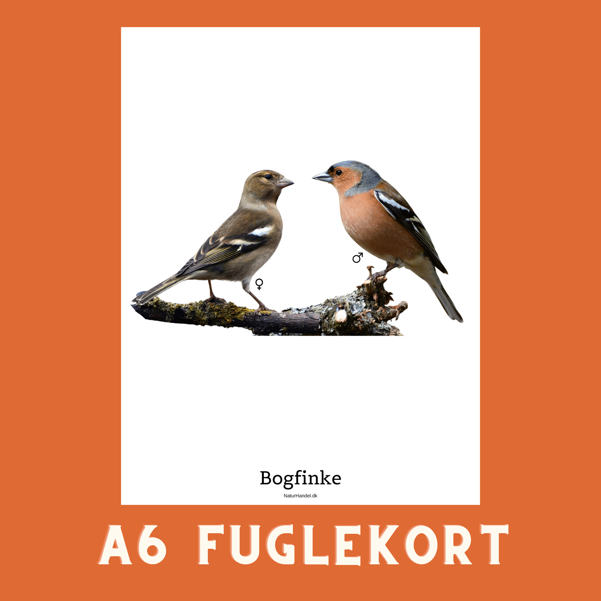 BOGFINKE A6 FUGLEKORT - PR. STK. - NaturHandel.dk