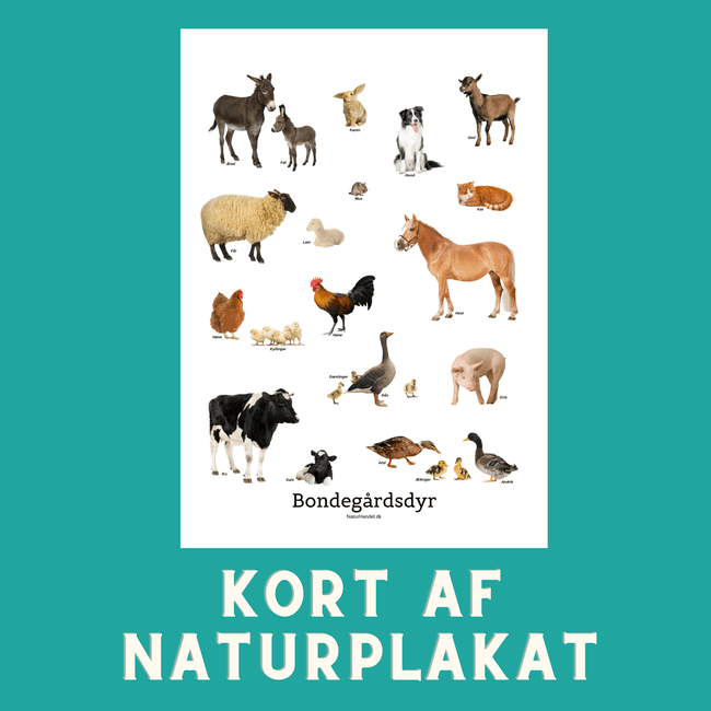 BONDEGÅRDSDYR A6 KORT - NaturHandel.dk