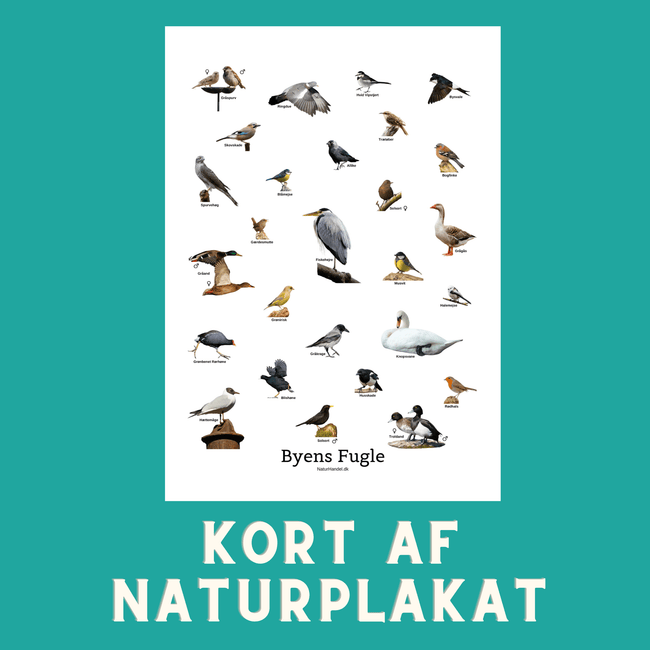 BYENS FUGLE A6 KORT - NaturHandel.dk