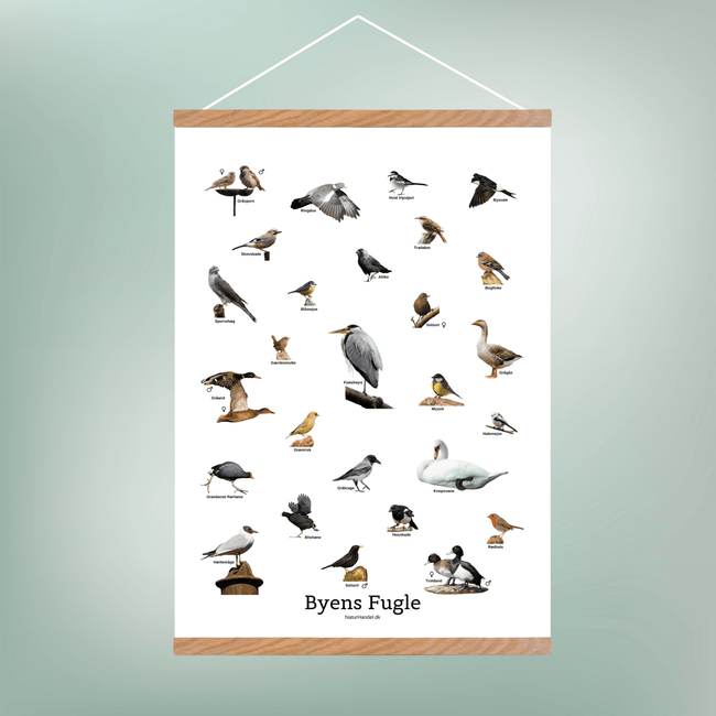 Byens Fugle Plakat - NaturHandel.dk