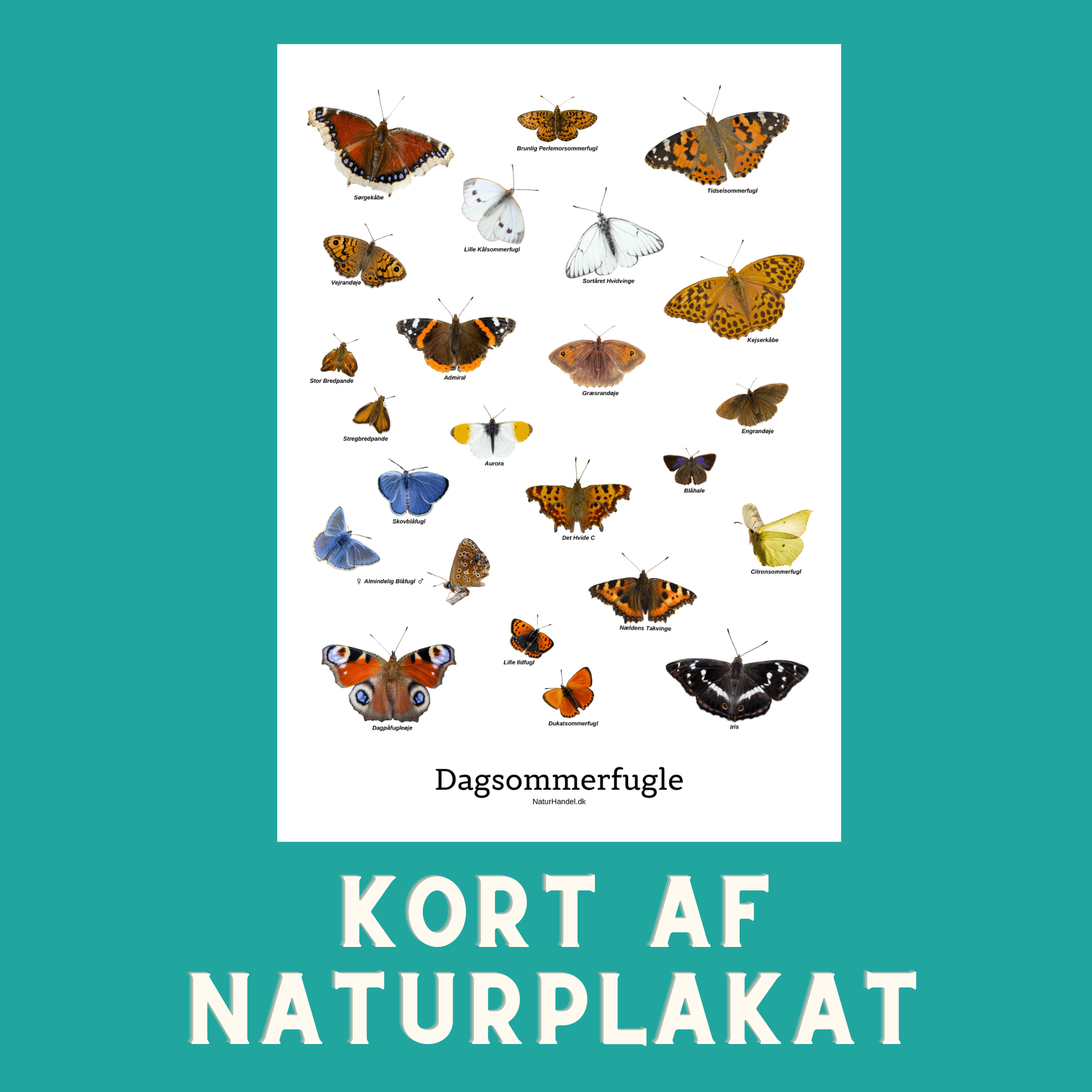 DAGSOMMERFUGLE A6 KORT - NaturHandel.dk