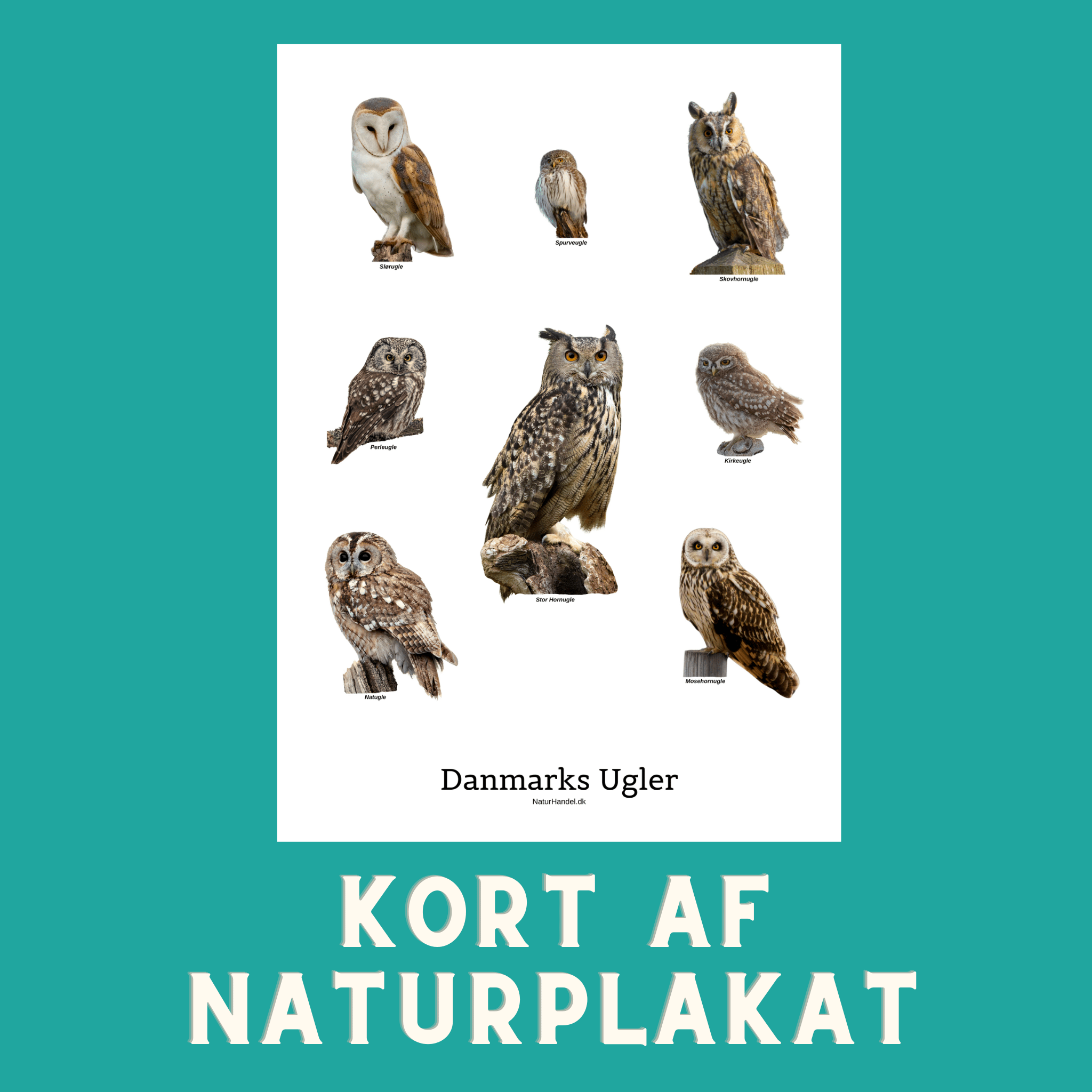 DANMARKS UGLER A6 KORT - NaturHandel.dk