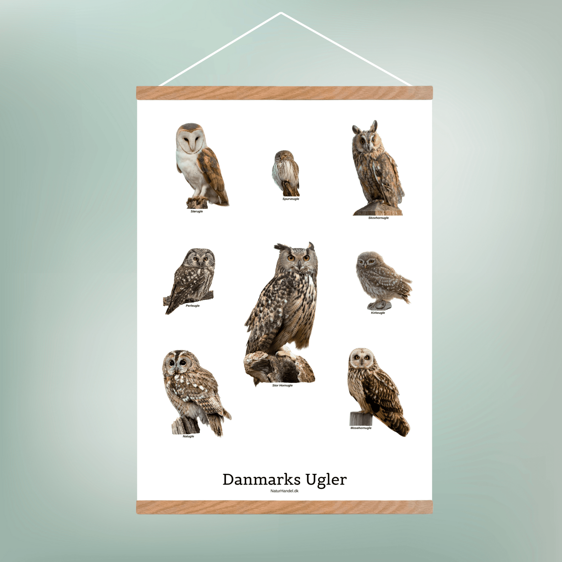 Danmarks Ugler Plakat - NaturHandel.dk