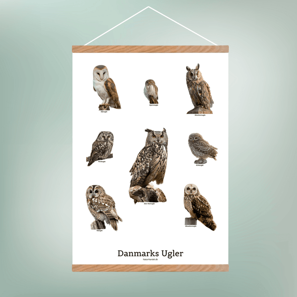 Danmarks Ugler Plakat - NaturHandel.dk