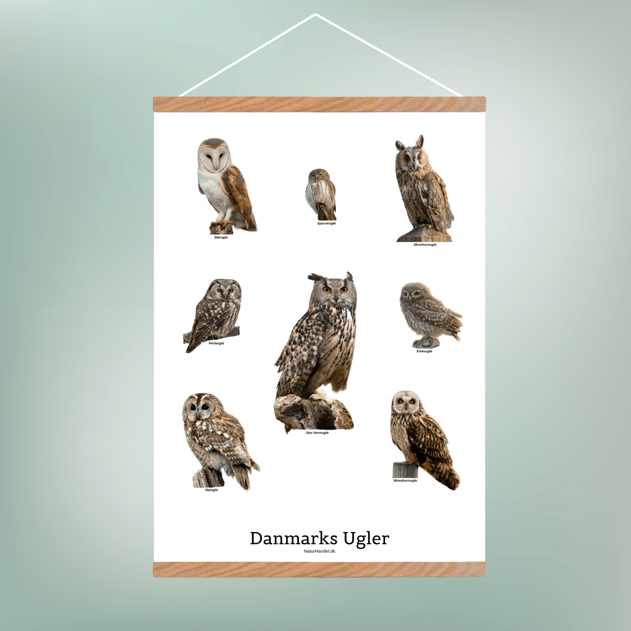 Danmarks Ugler Plakat - NaturHandel.dk