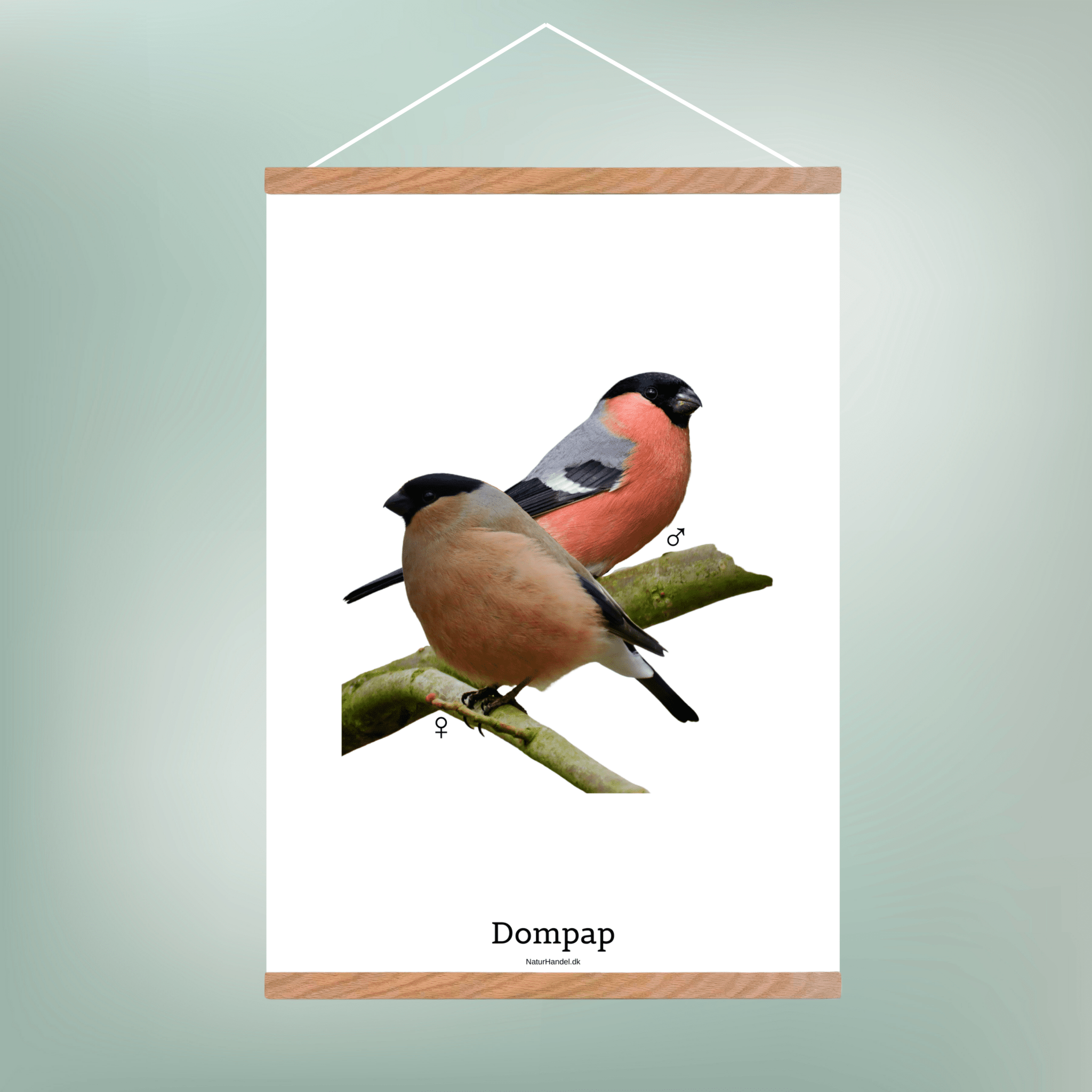 Dompap - NaturHandel.dk