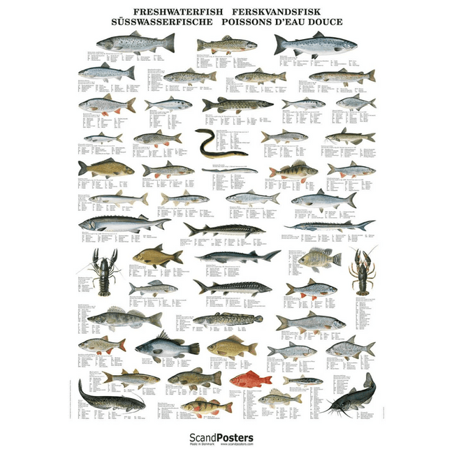 Ferskvandsfisk plakat 70x100 - NaturHandel.dk
