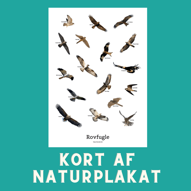 FLYVENDE ROVFUGLE A6 KORT - NaturHandel.dk