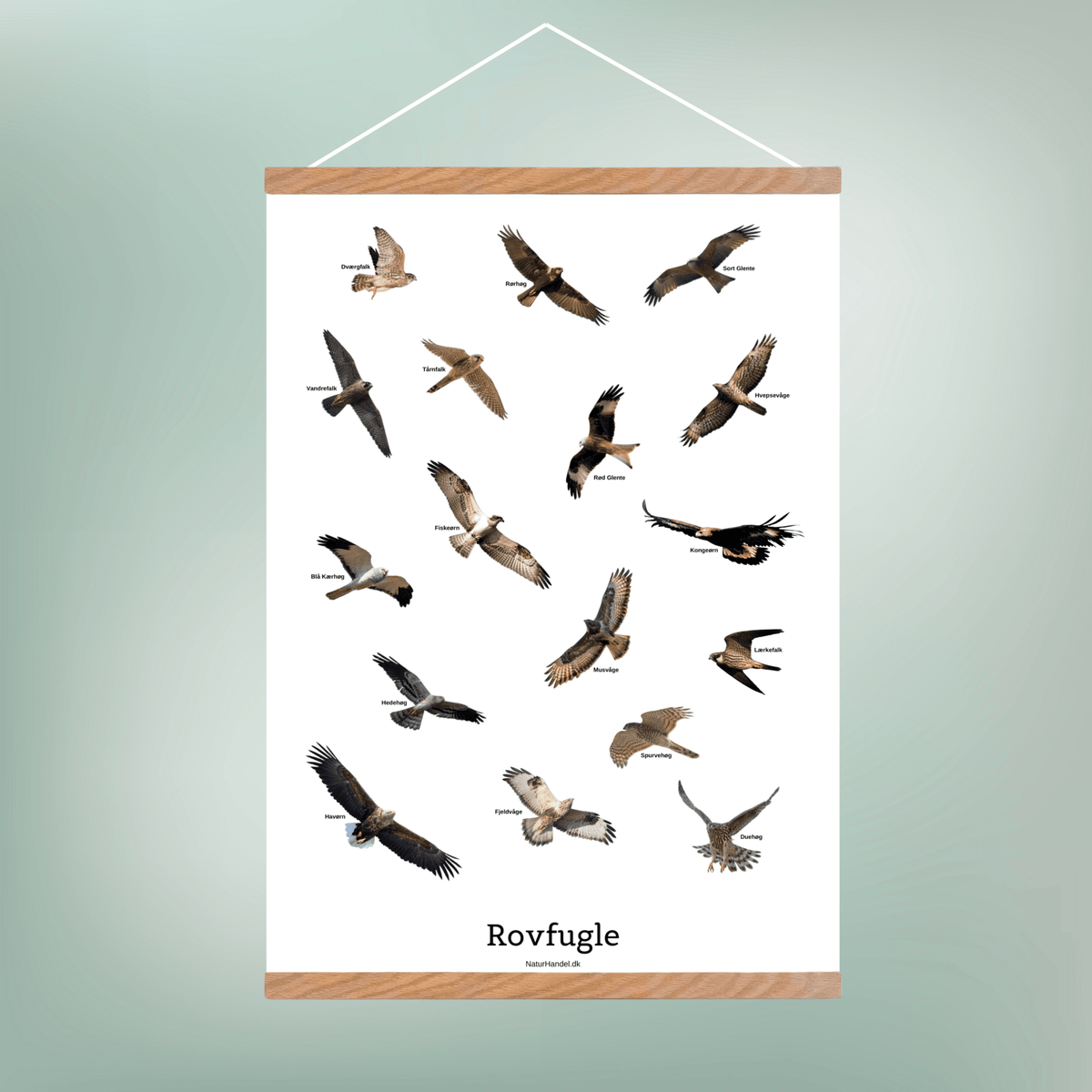 Flyvende Rovfugle Plakat - NaturHandel.dk