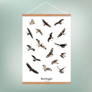 Flyvende Rovfugle Plakat - NaturHandel.dk