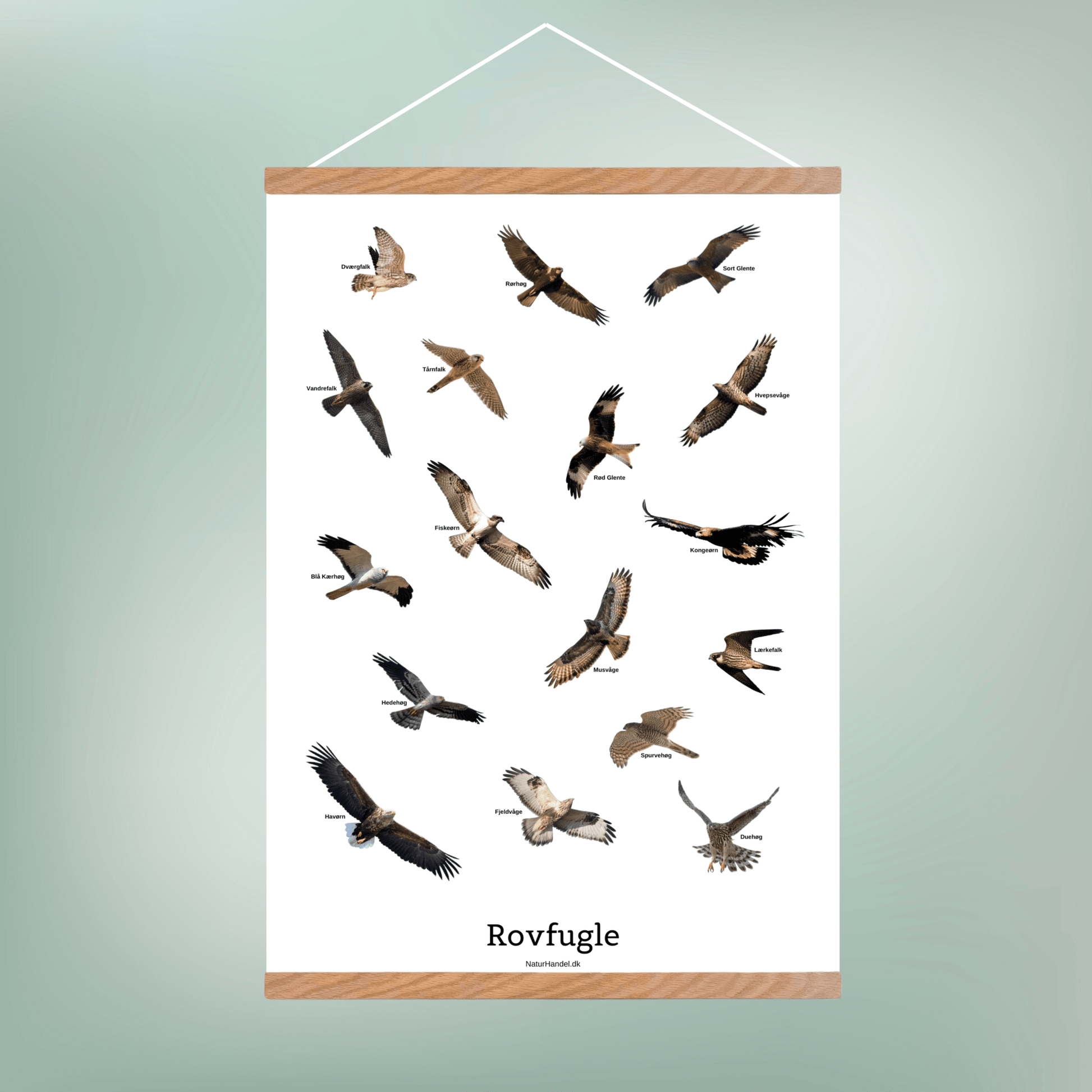 Flyvende Rovfugle Plakat - NaturHandel.dk