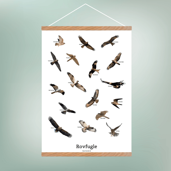 Flyvende Rovfugle Plakat - NaturHandel.dk