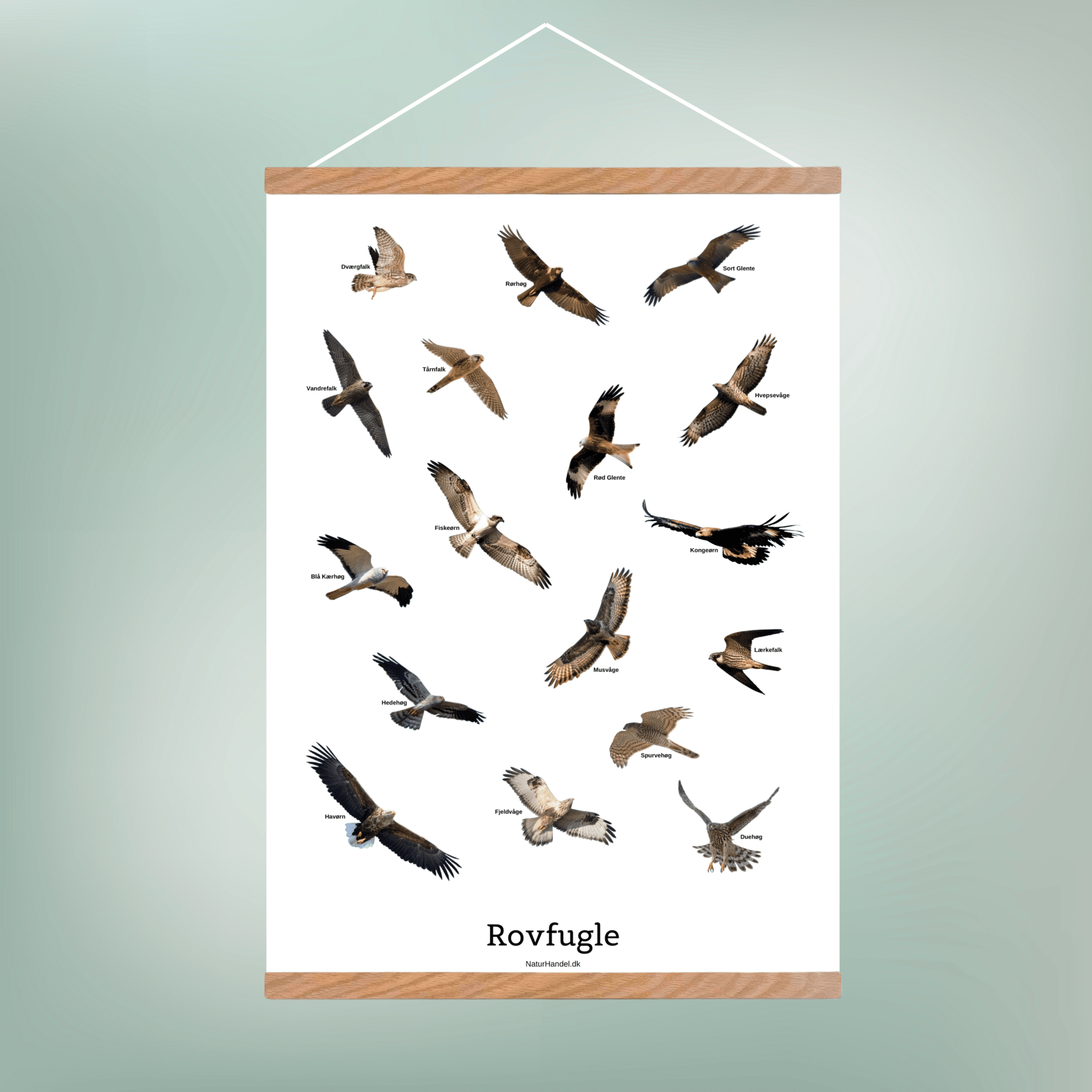 Flyvende Rovfugle Plakat - NaturHandel.dk